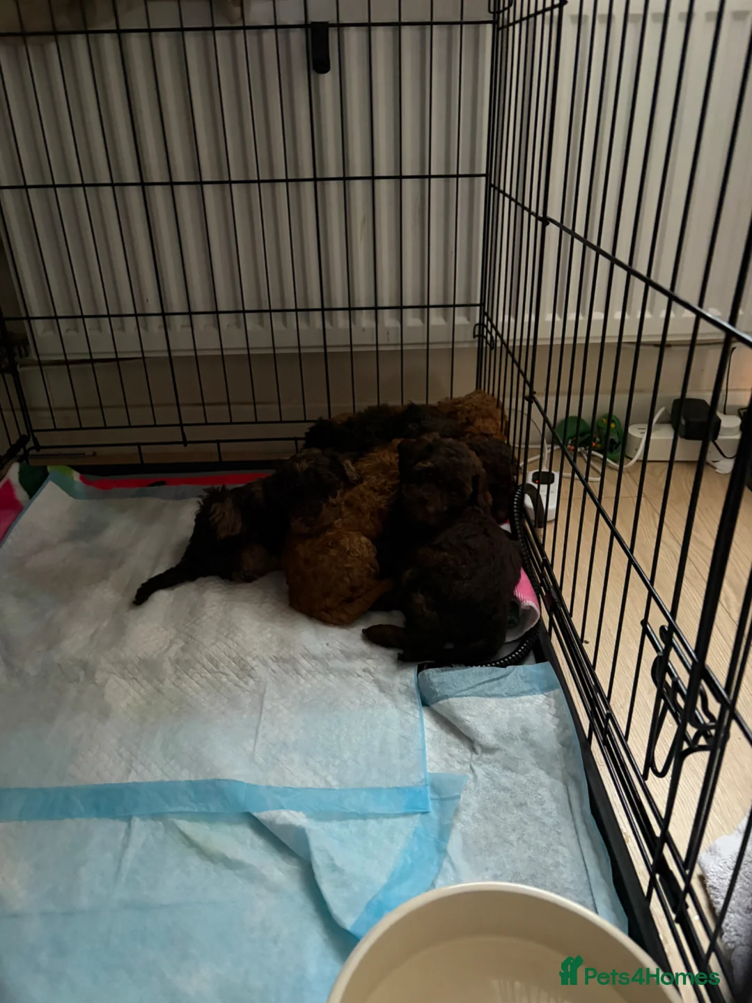 Toy Poodle dogs for sale: Stunning toy poodle puppies for sale in Eastleigh - Advert 1