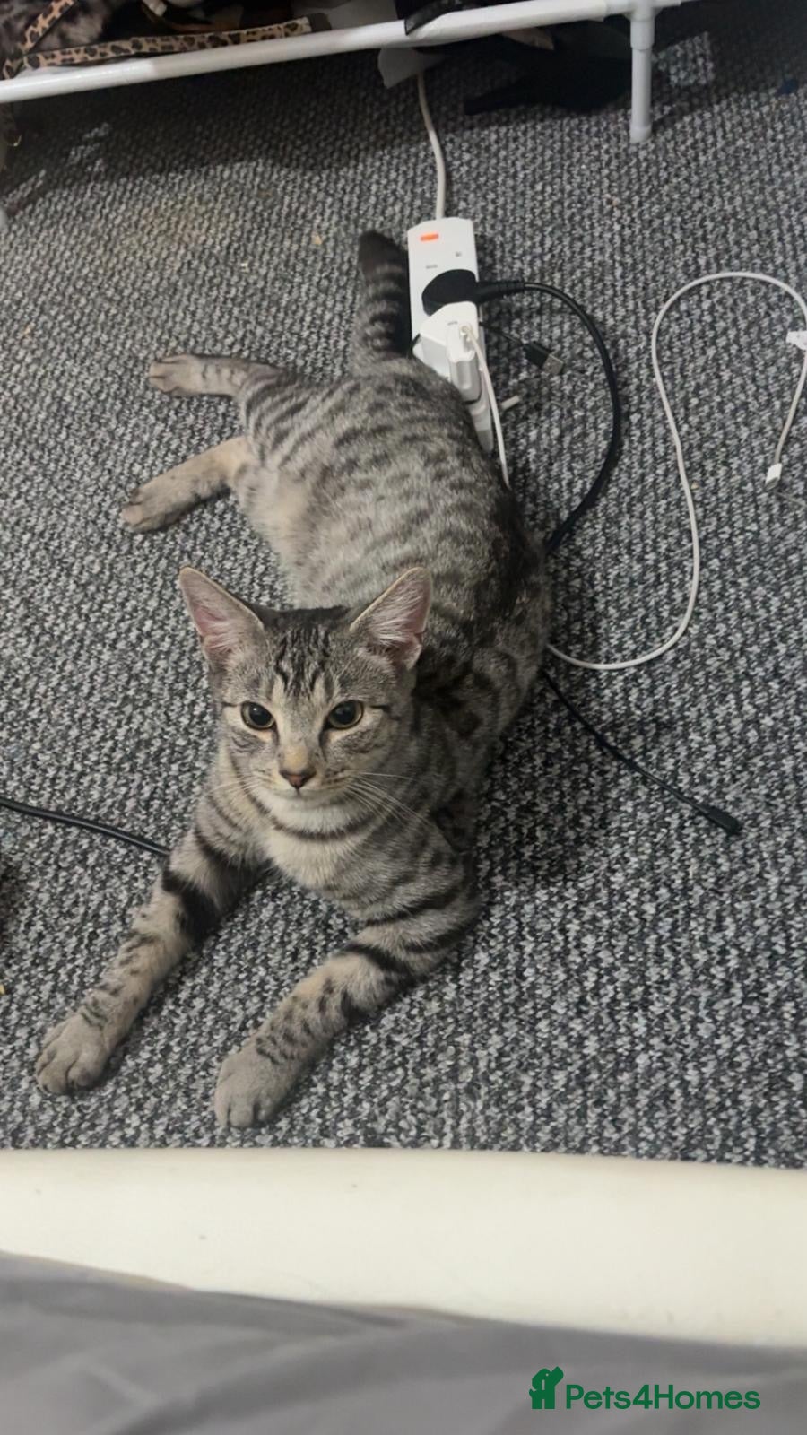 American Shorthair cats Grey tabby cat - Advert 3