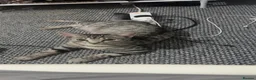 American Shorthair cats for sale: Grey tabby cat in Mansfield - Advert 1