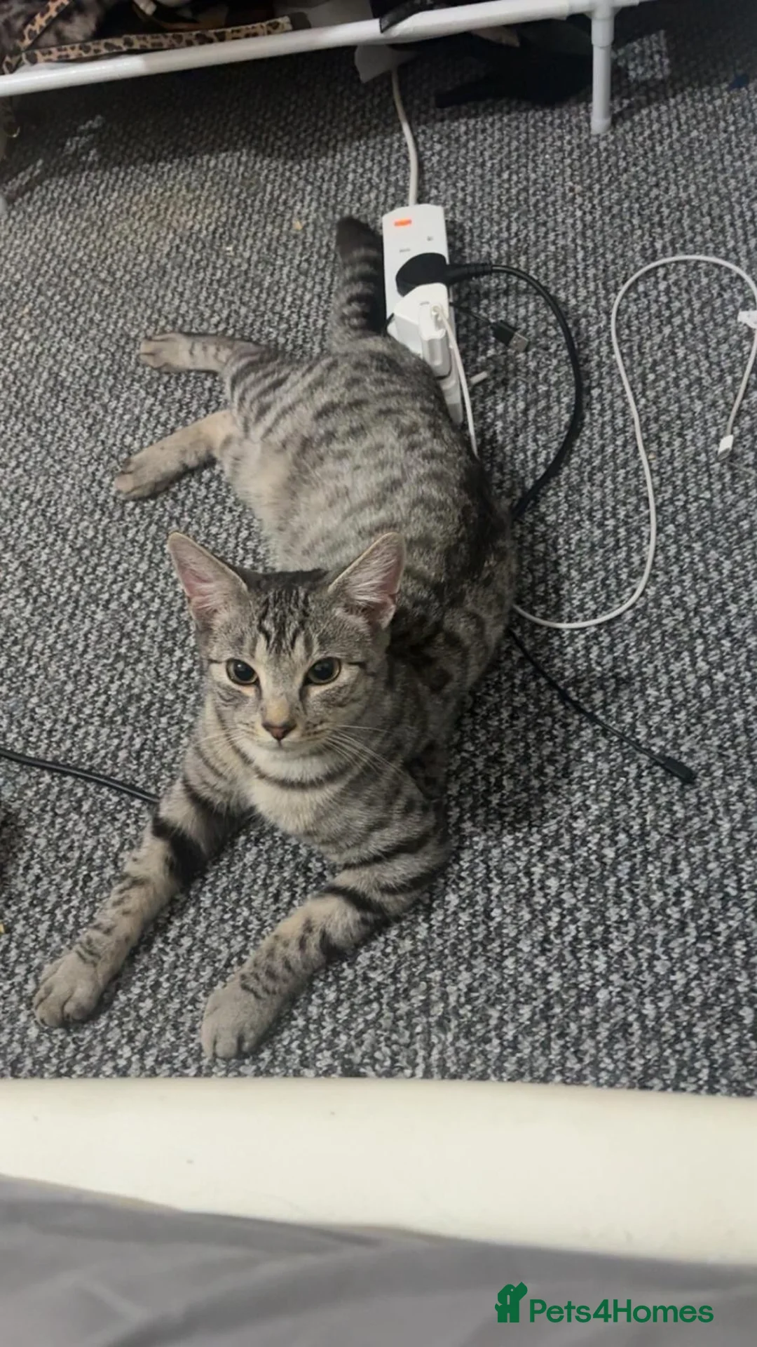 American Shorthair cats for sale: Grey tabby cat in Mansfield - Advert 1