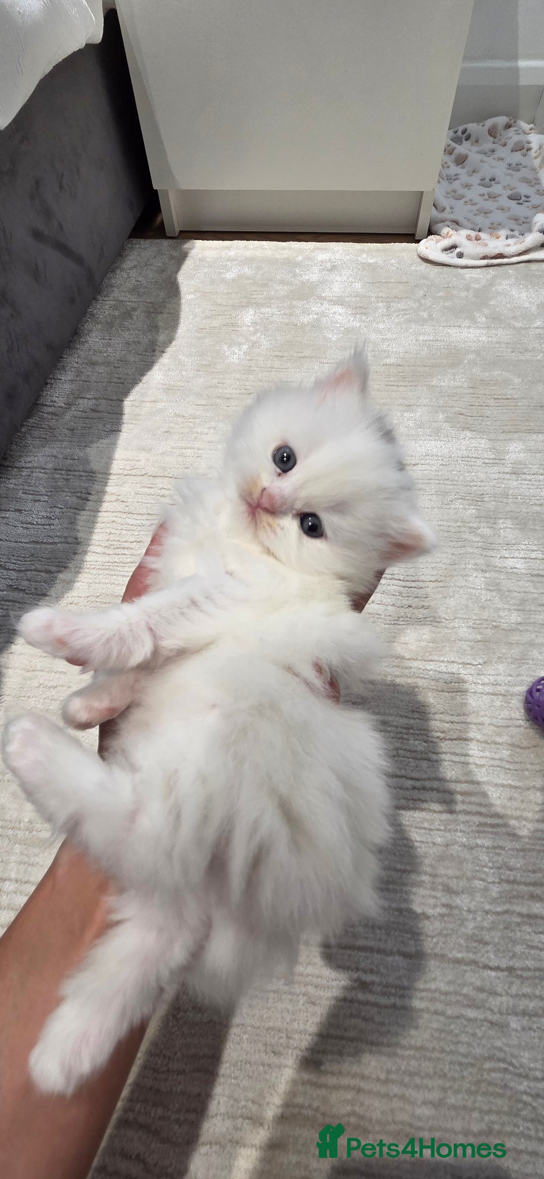 Persian cats for sale: Chinchilla Persian kittens - Advert 2