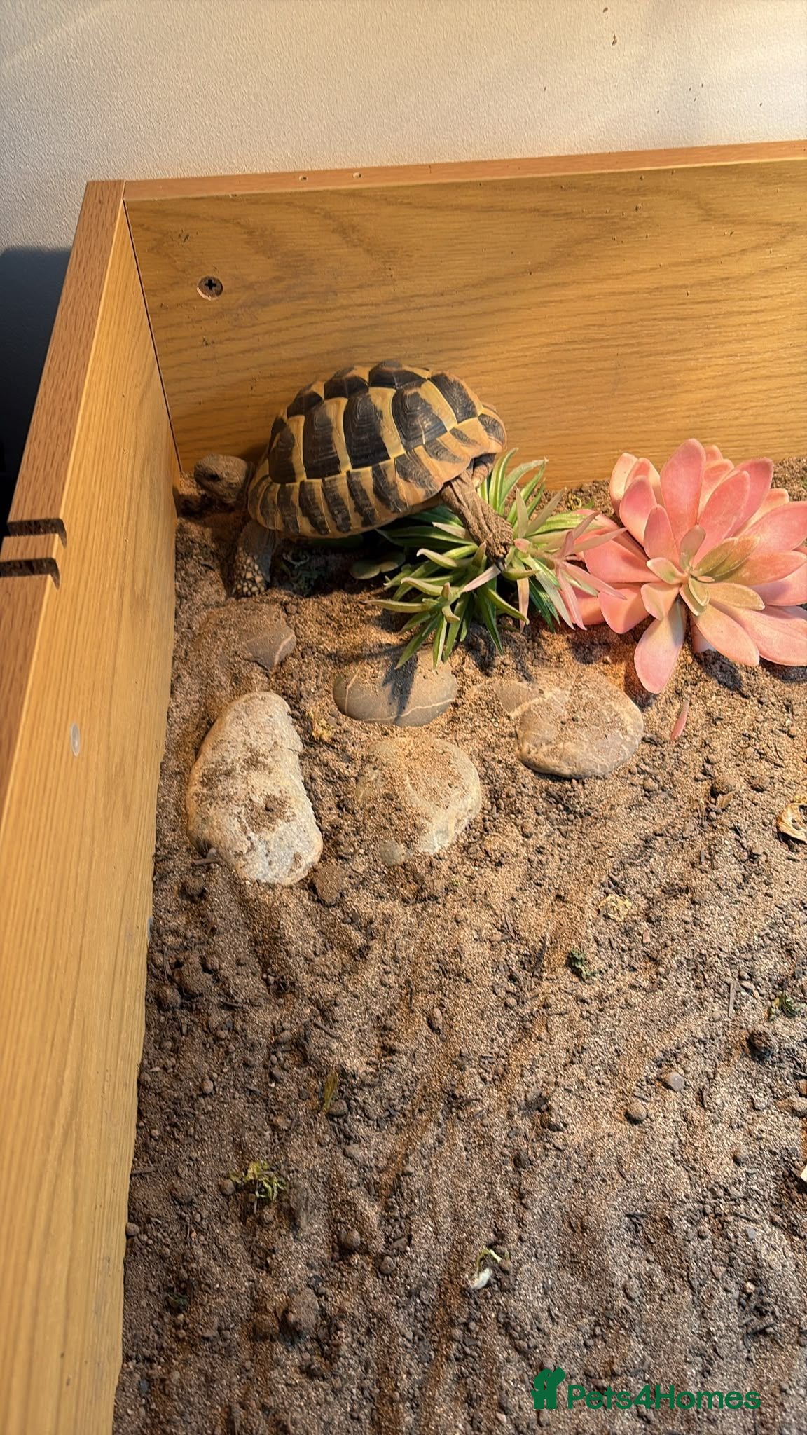 Tortoise reptiles Hermann tortoise - Advert 1