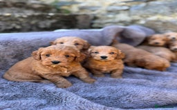 Cockapoo dogs for sale: ⭐️Ready Now, beautiful boys⭐️ Cockapoo puppies - Image 3