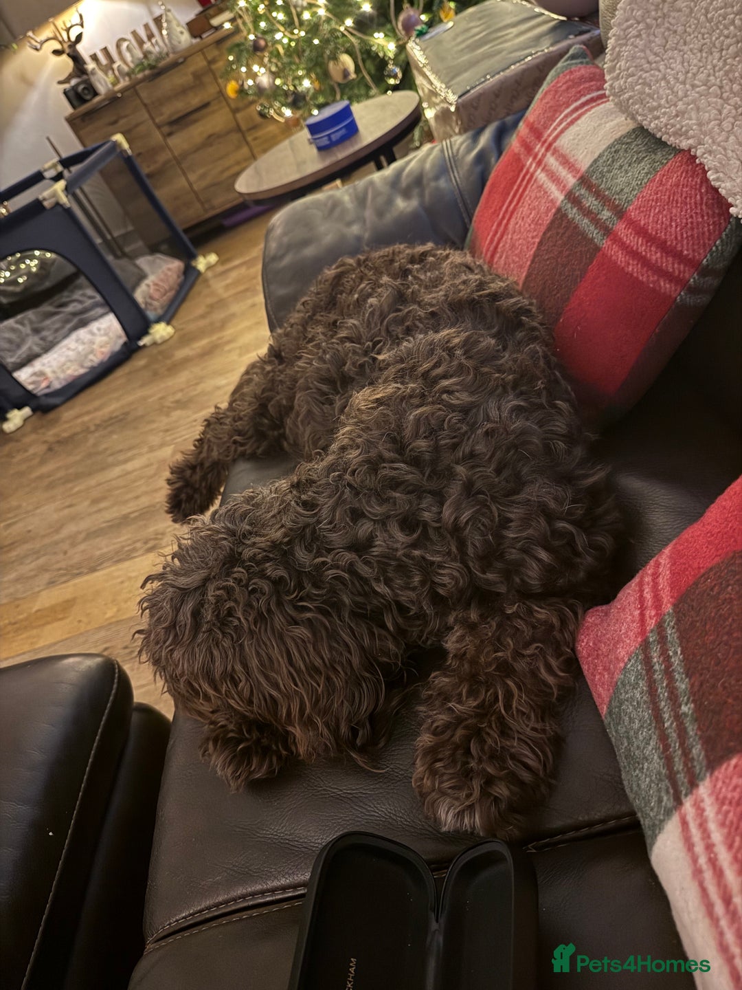 Bordoodle dogs for sale: 🐾 Beautiful Bordoodle Puppies Available 🐾 - Advert 9