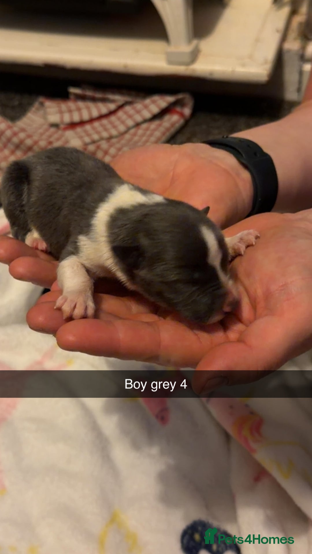 Border Collie dogs for sale: 10 amazing puppies - Advert 12