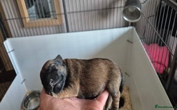 Patterdale Terrier dogs for sale: Patterdale x lakeland pups  - Image 12
