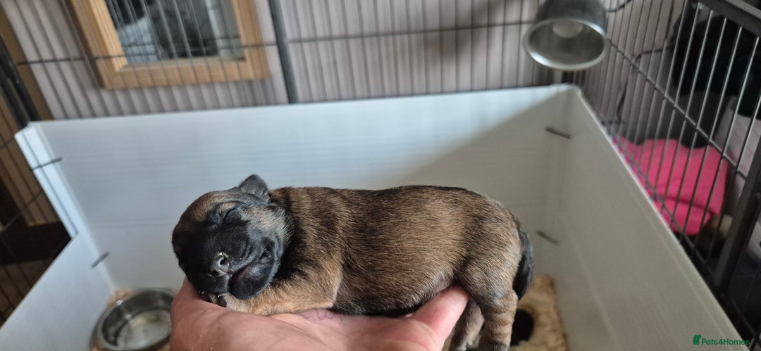 Patterdale Terrier dogs for sale: Patterdale x lakeland pups  - Image 12