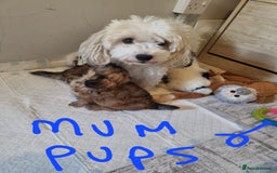 Maltipoo dogs for sale: Maltipoo 1 sable boy left - Image 6