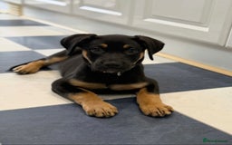 Dogue De Bordeaux dogs for sale: Dogue de Bordeaux cross shepweller puppy  - Image 1