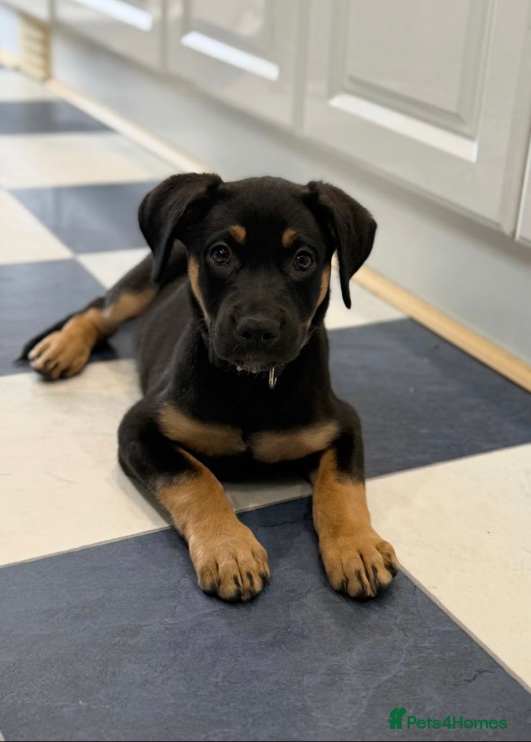 Dogue De Bordeaux dogs for sale: Dogue de Bordeaux cross shepweller puppy  - Image 1