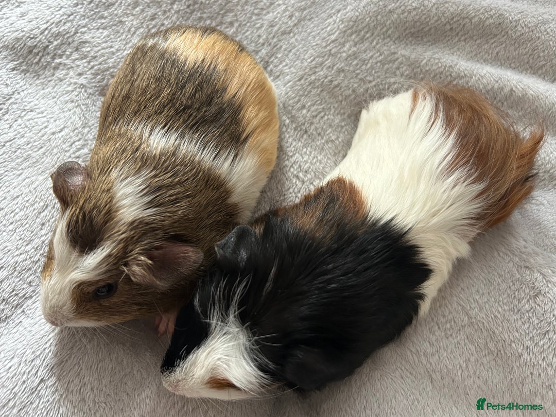 Guinea Pig rodents for sale: Two guinea pigs  - Advert 5