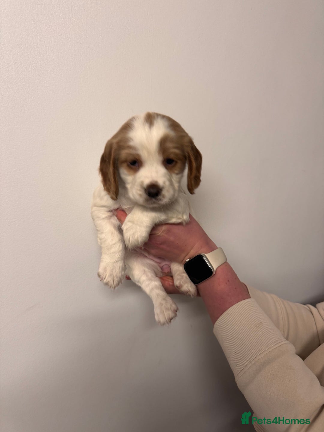 Sprocker dogs for sale: Sprocker spaniel puppies  - Advert 6