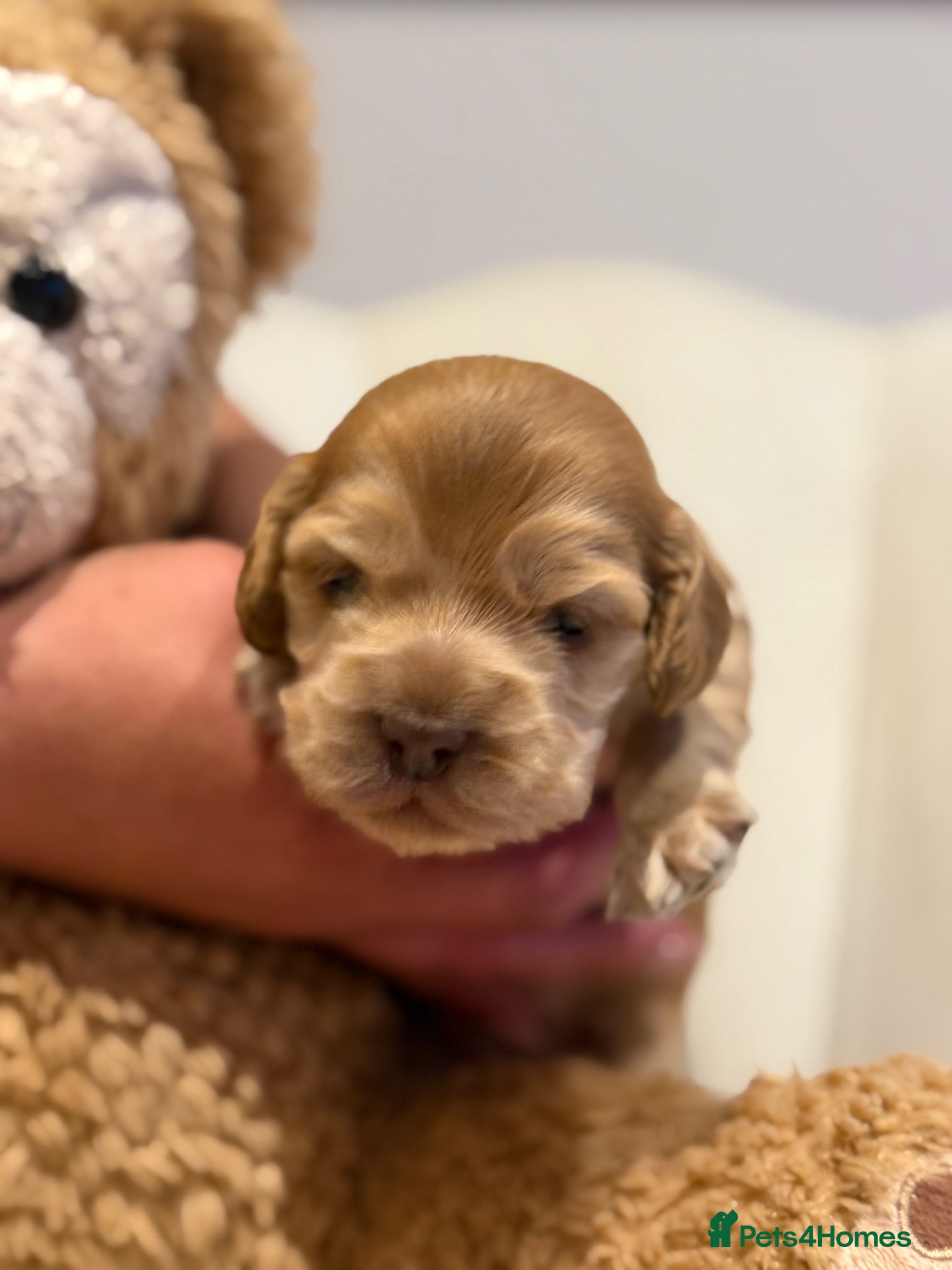 Cocker Spaniel dogs for sale: Golden & Chocolate Sable Show Cocker Puppies  in Doncaster - Advert 37