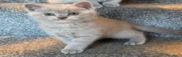 British Shorthair cats for sale: British Shorthair Kitten - Advert 8