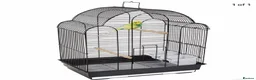 Budgerigars birds for sale: Beautiful semi hand tame exhibition budgies. - Advert 13