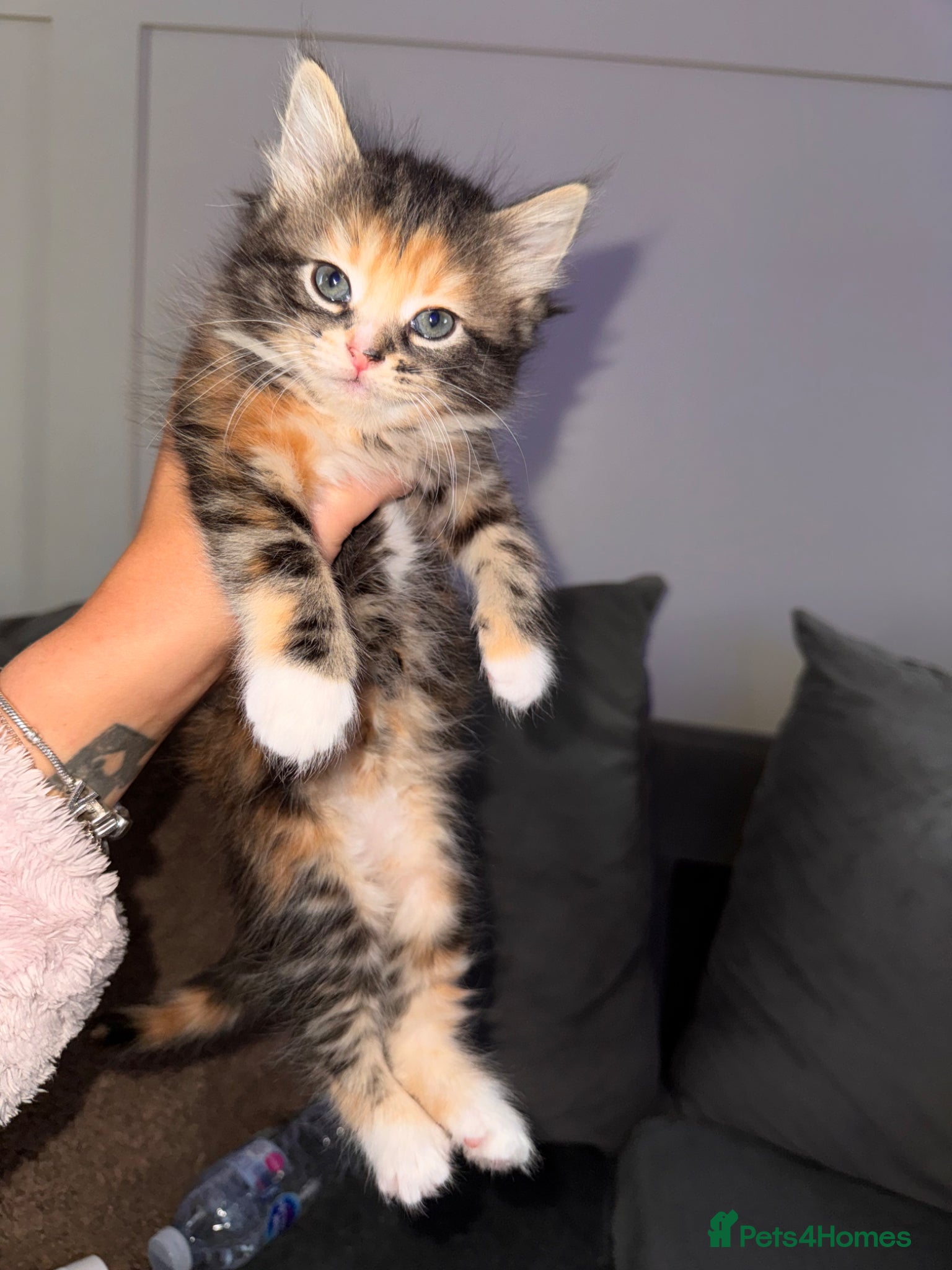 Mixed Breed cats 4 gorgeous mixed kittens available  - Advert 1