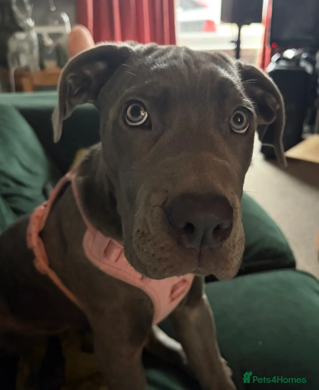 Cane Corso dogs for sale:  5-Month Cane Corso Puppy Looking for Forever Home - Advert 3