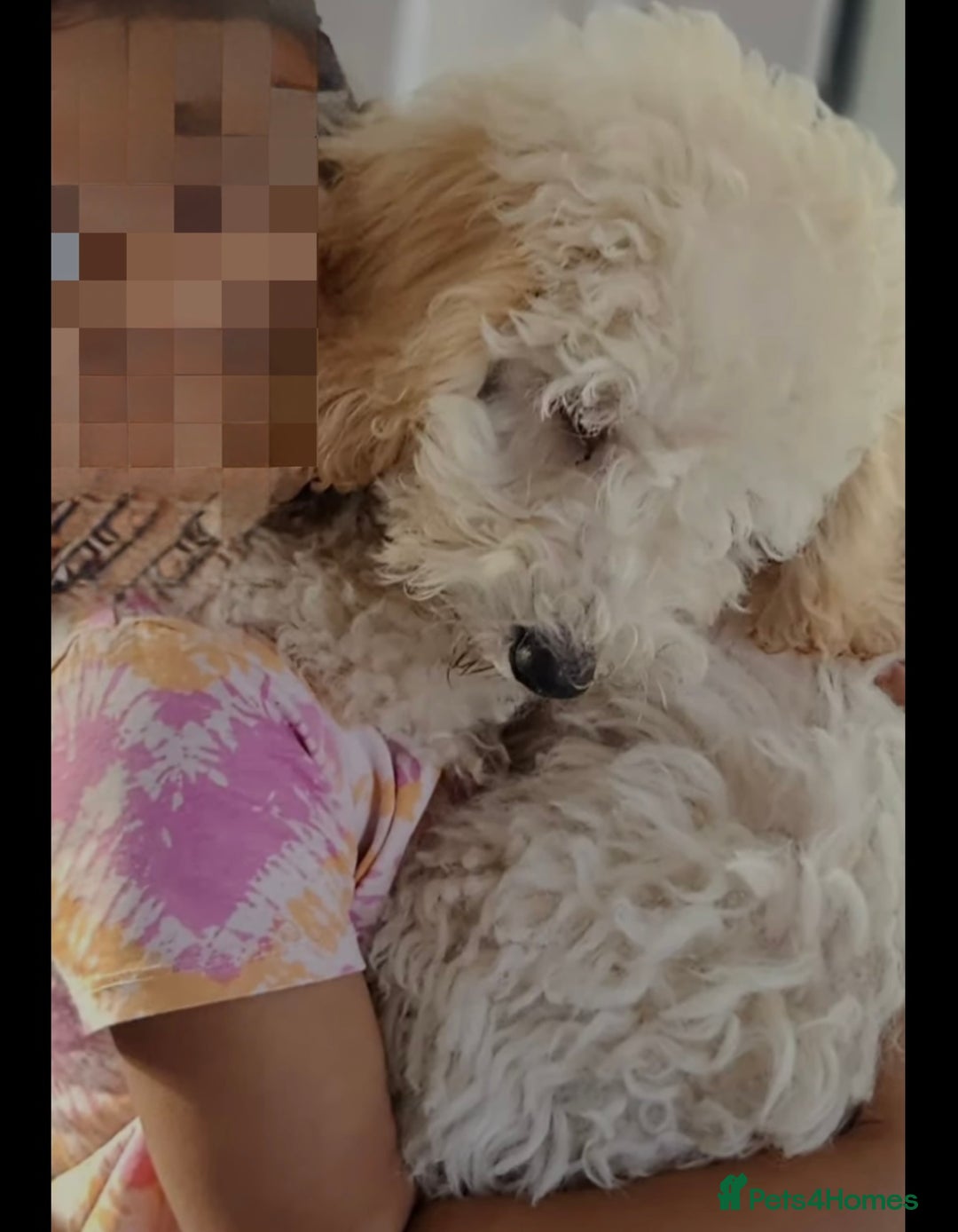 Miniature Poodle dogs for sale: Perfect  puppy/ KC reg miniature poodle  - Advert 4