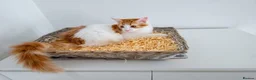 Maine Coon cats for sale: Maine coon mixed lovely extremely adorable kittens - Advert 8