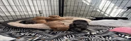 Cockapoo dogs for sale: Beautiful f2 cockapoo pups  in Peterlee - Advert 3