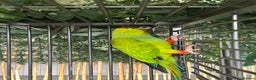 Conures birds for sale: Aviary Conures - Advert 2