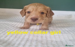 Cocker Spaniel dogs for sale: Beautiful cocker spaniel puppies - Image 26