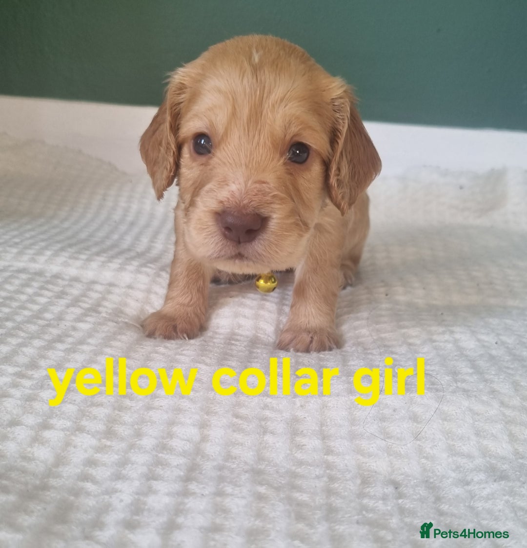 Cocker Spaniel dogs for sale: Beautiful cocker spaniel puppies - Image 26