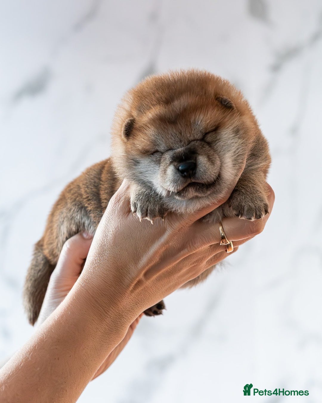 Japanese Shiba Inu dogs for sale: 🐾🏵Original Japanese Shiba inu puppies 🏵🐾 - Advert 14