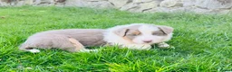 Border Collie dogs for sale: Beautiful Chocolate Tri & Lilac Tri  - Advert 5