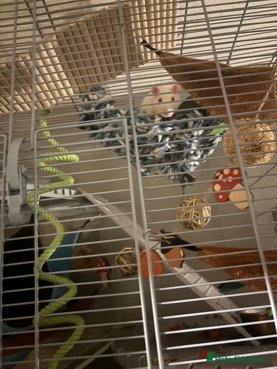 Rat rodents for sale: Two male rats  in Sheffield - Advert 1