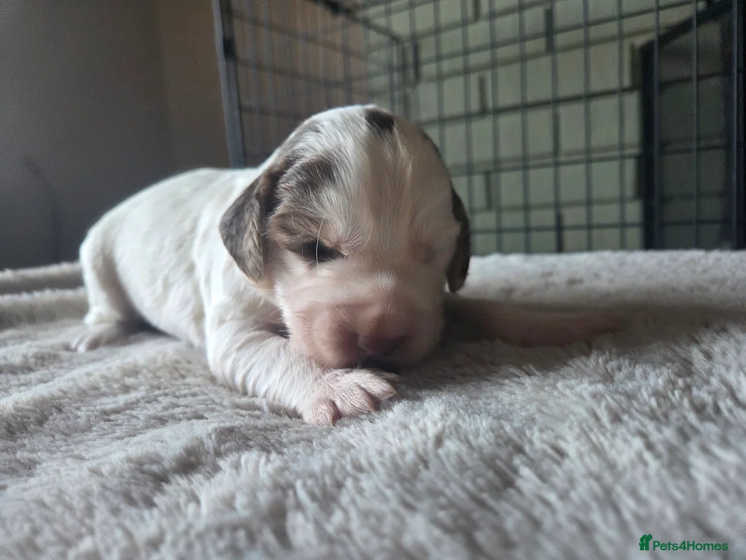 Cocker Spaniel dogs for sale: Kc registered cocker spaniels - Advert 4