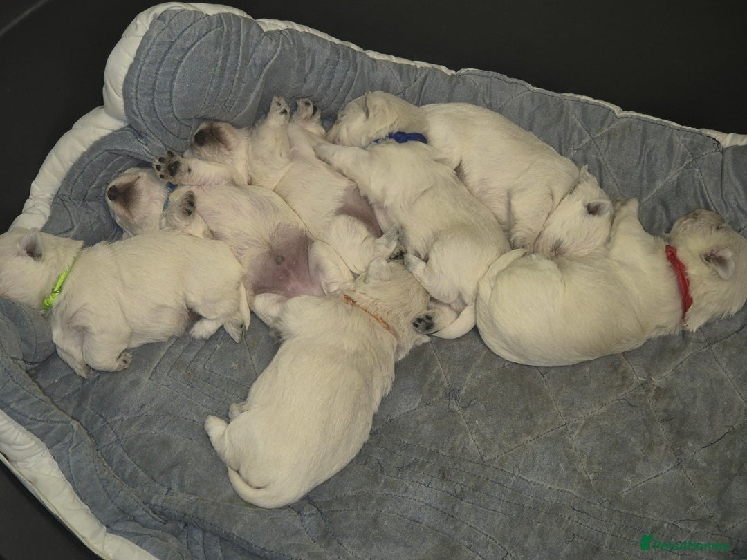 West Highland Terrier dogs for sale: Westhighland Terrier - Advert 18