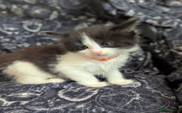 Maine Coon cats for sale: Maine Coon kittens  - Image 6