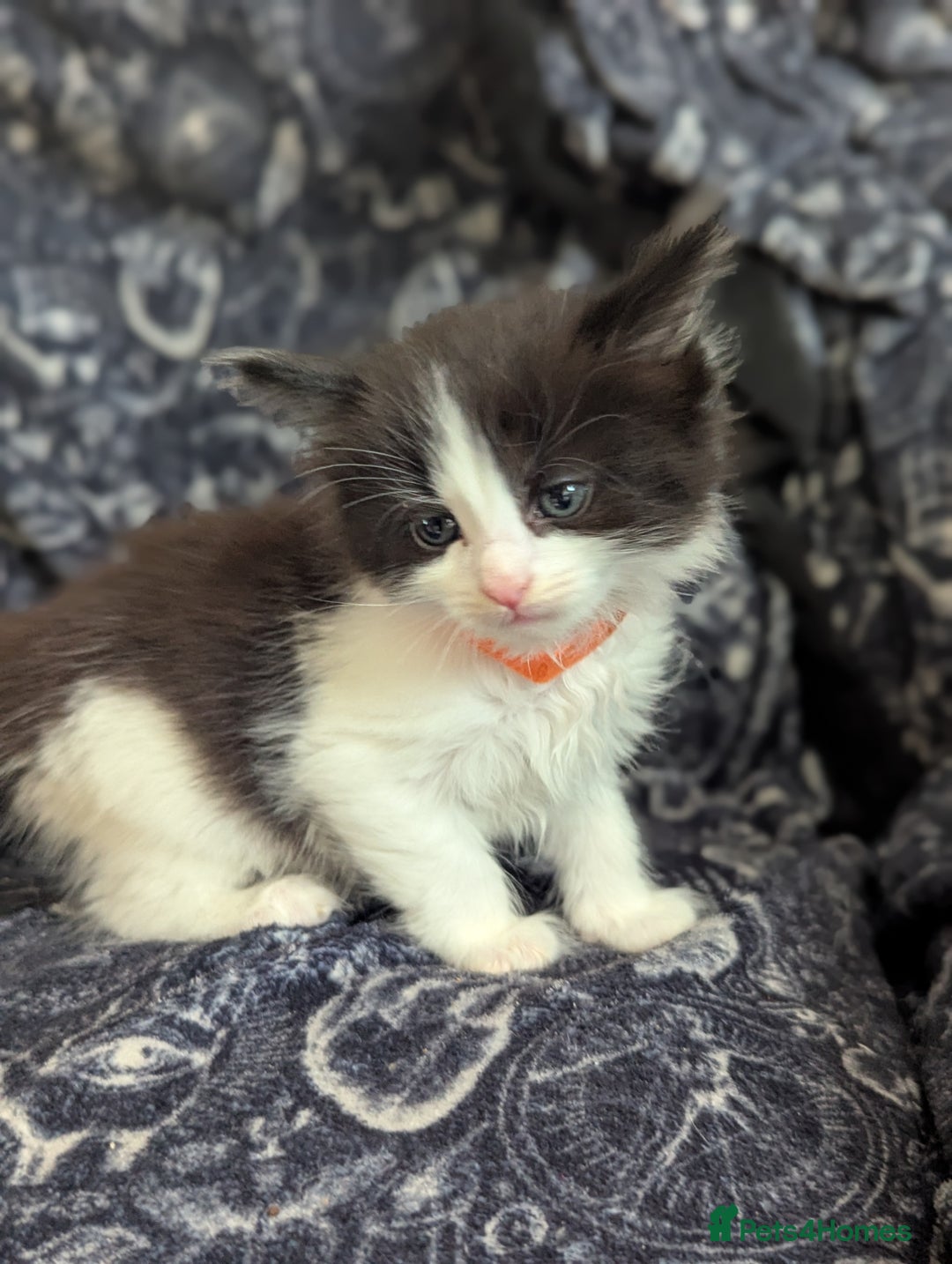 Maine Coon cats for sale: Maine Coon kittens  - Image 6