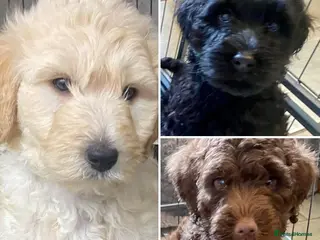 Labradoodle dogs LAST 3 LARGE PREMIUM MULTIGEN DOUBLE DOODLES 🐾🐾 - Advert 18