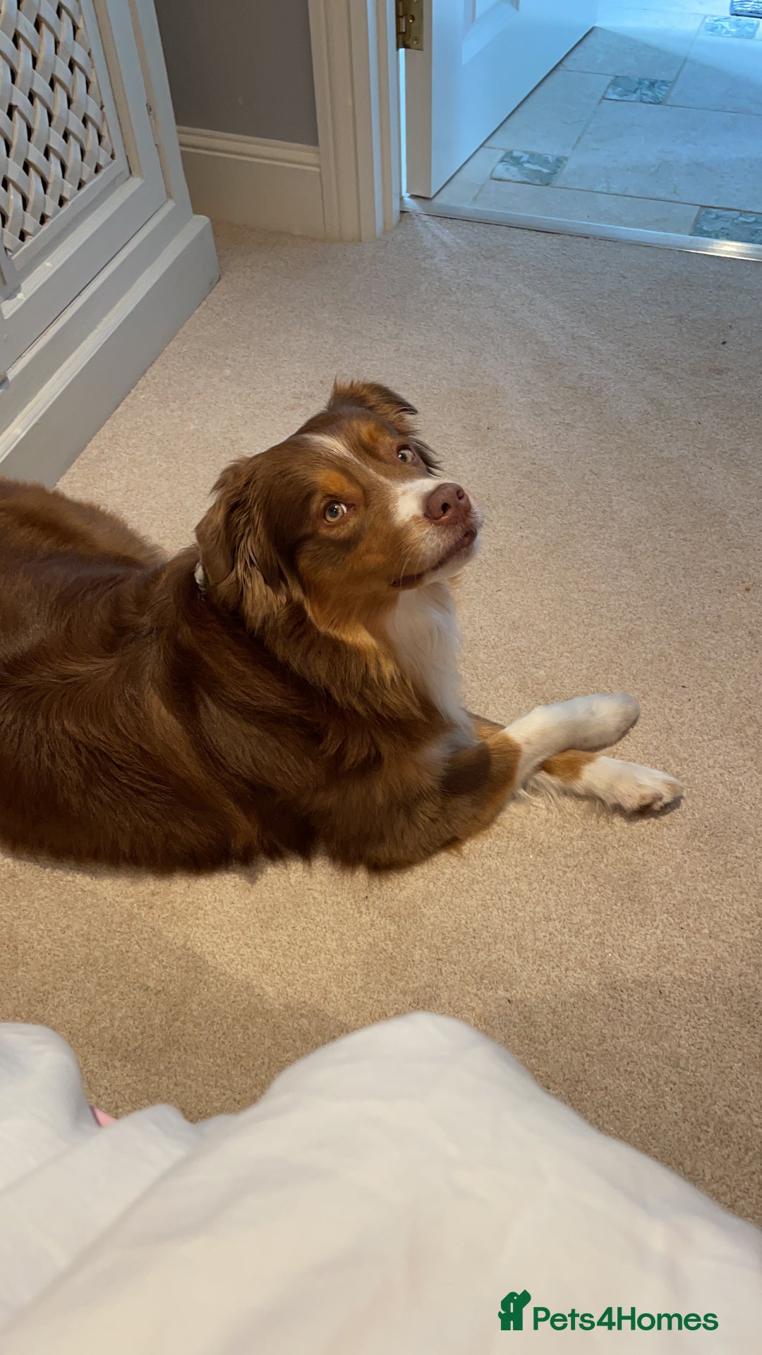 Australian Shepherd dogs for sale: Miley  - Advert 8