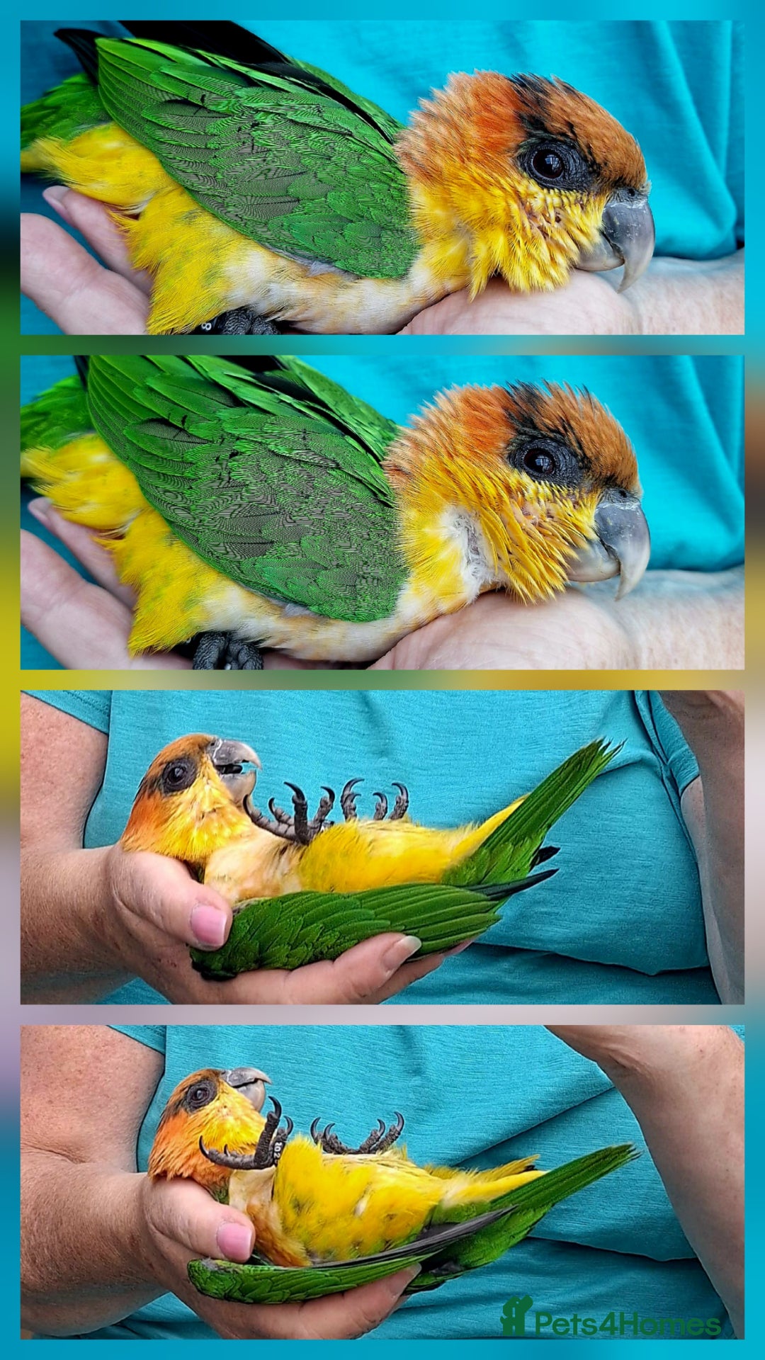 Gallery Image {{count}}