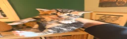 Mixed Breed cats for sale: Adorable kittens for sale - Advert 6