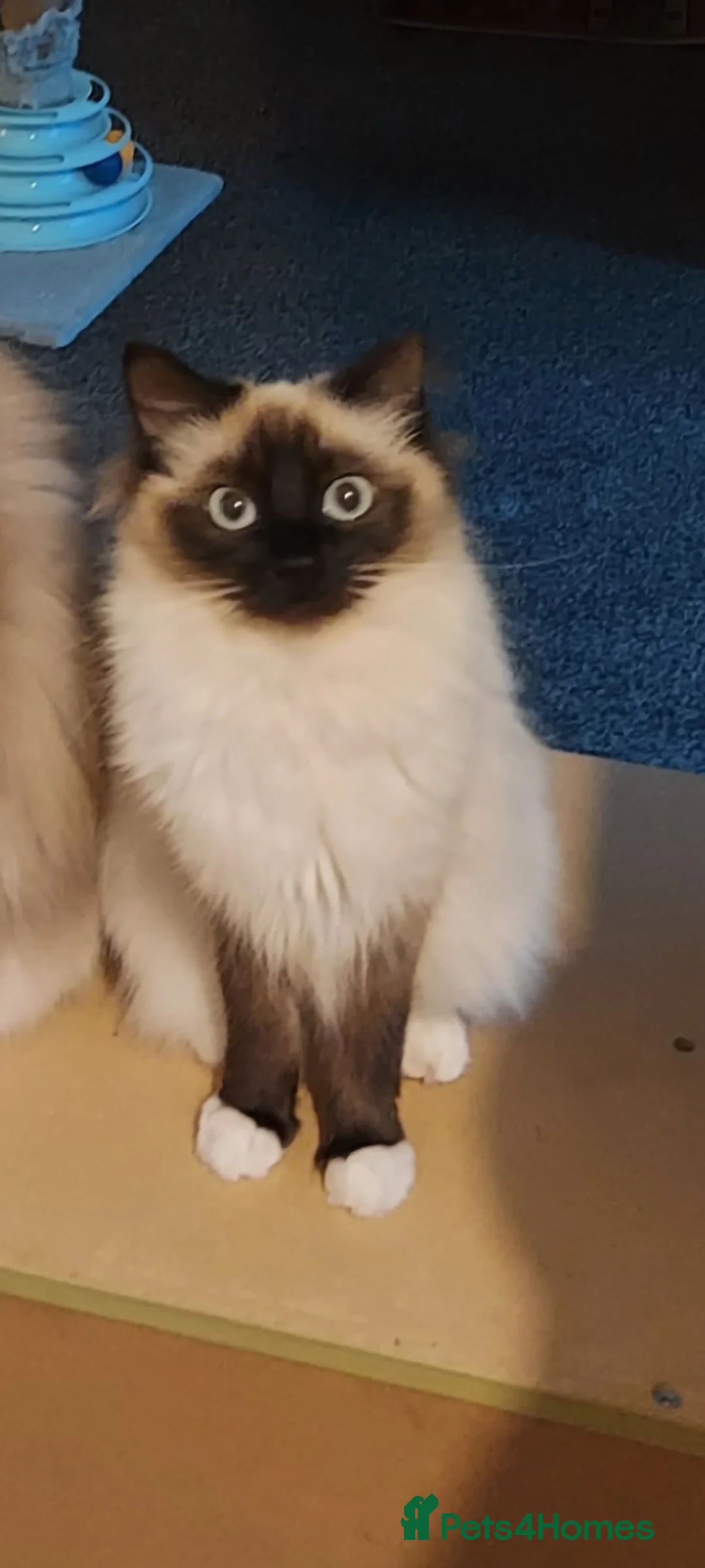 Ragdoll cats for sale: Ragdoll kittens  - Advert 1