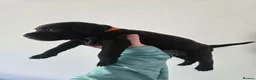 Patterdale Terrier dogs for sale: Patterdale Terrier Pups - Advert 9
