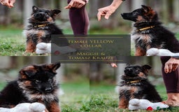 German Shepherd dogs for sale: Last available female 😍Little Paws Big Heart😍 - Image 1