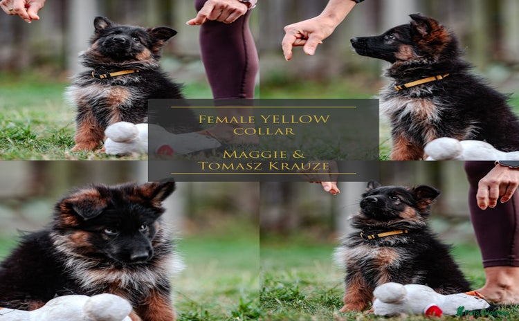 German Shepherd dogs - Advert 4