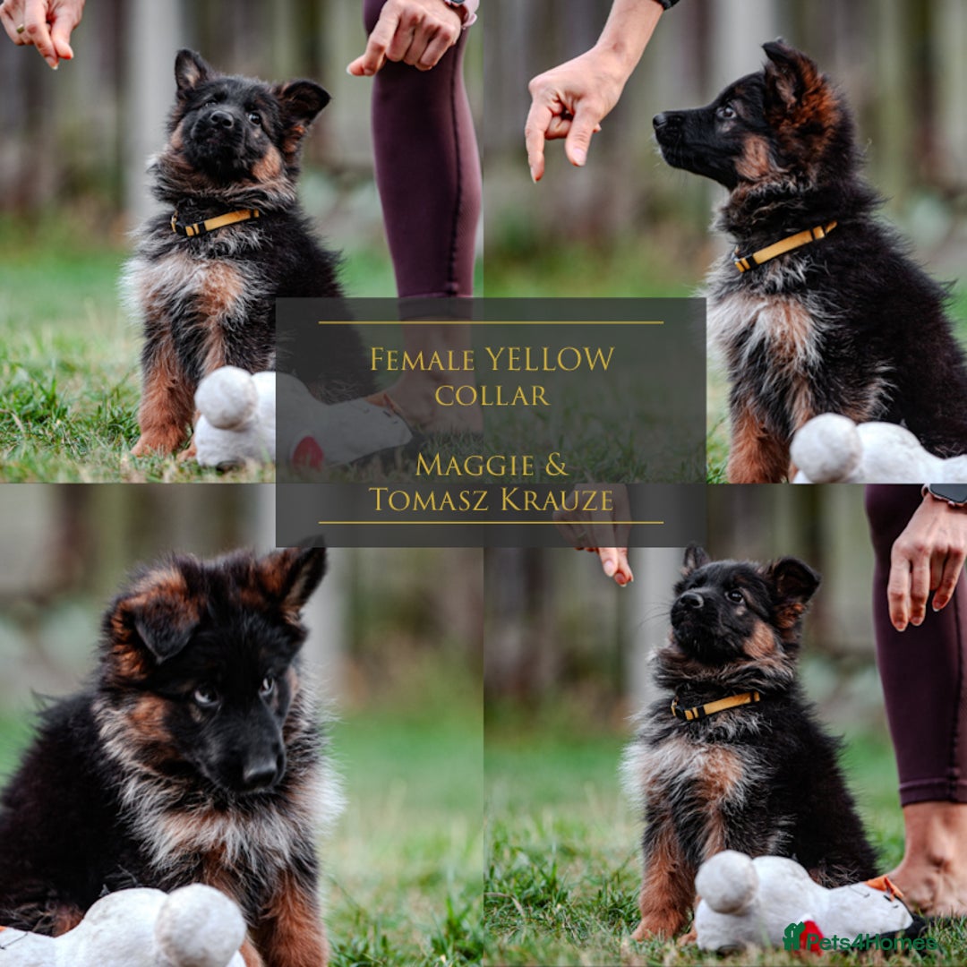 German Shepherd dogs for sale: Last available female 😍Little Paws Big Heart😍 - Image 1