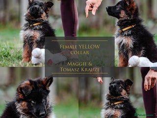 German Shepherd dogs - Advert 3