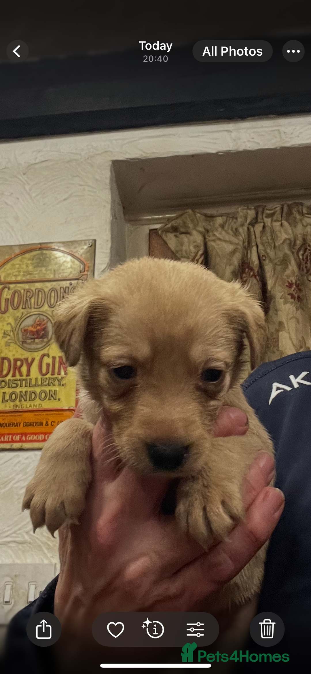 Labrador Retriever dogs for sale: Adorable Labrador puppies  - Advert 16