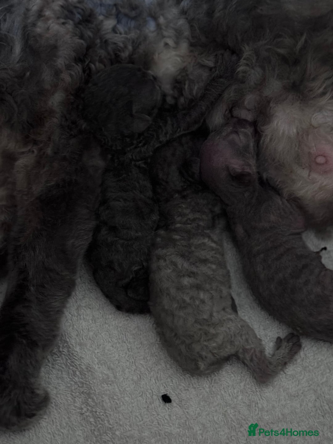 Devon Rex cats for sale: Blue pedigree Devons - Image 4