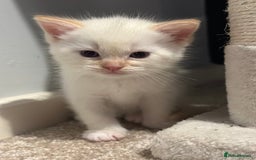 Ragdoll cats for sale: Ragdoll mix kittens (Only 1 Boy Left) - Image 10