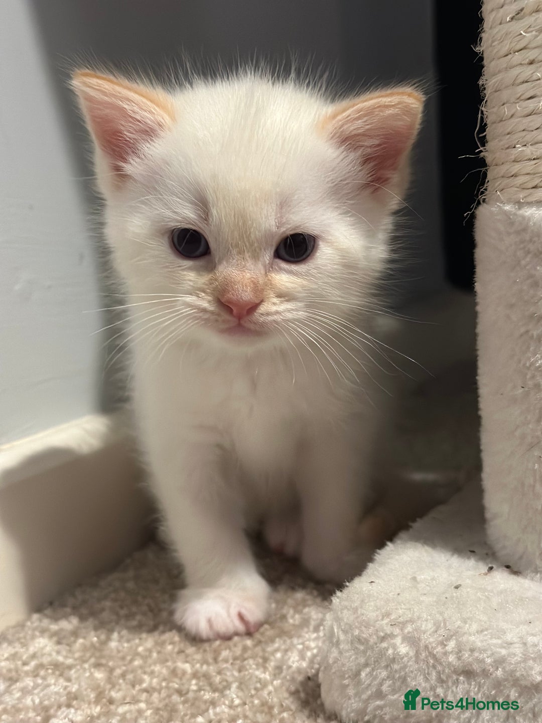Ragdoll cats for sale: Ragdoll mix kittens (Only 1 Boy Left) - Image 10
