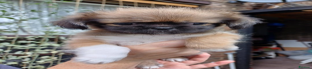 Pekingese Puppy 1