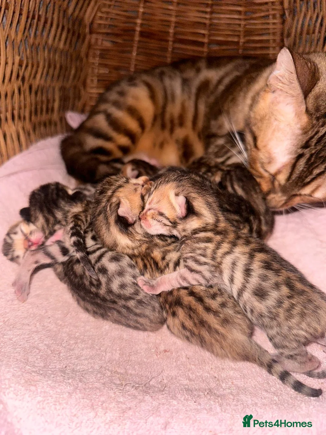Mixed Breed cats for sale: Bengal x kittens  - Advert 6